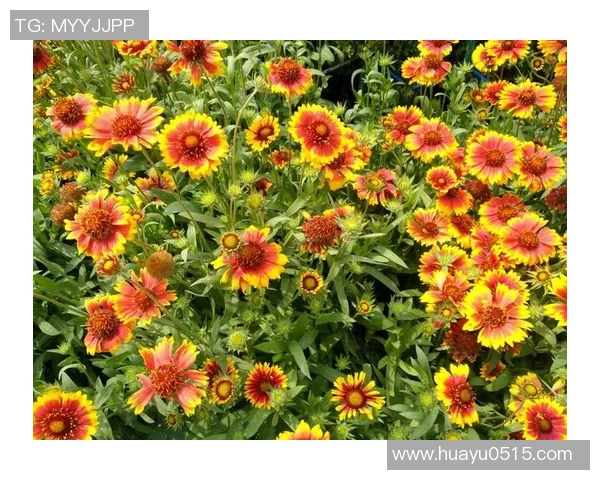 足球巨星的崛起之路 从童年梦想到职业生涯初期的奋斗历程 足球巨星的崛起之路 从童年梦想到职业生涯初期的奋斗历程